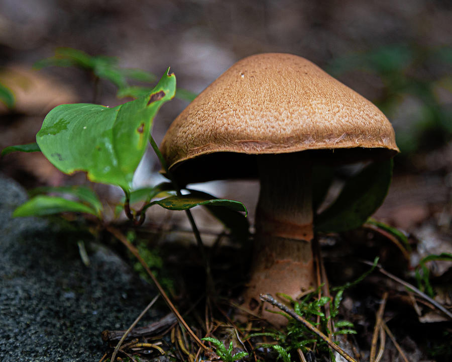 Big Mushroom Photograph by Tim Kirchoff