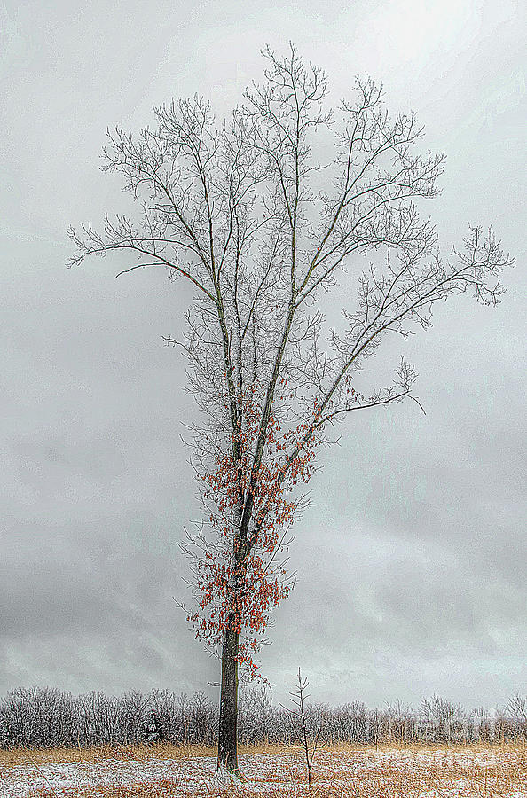 Big Oak and Little Oak Photograph by Randy Pollard