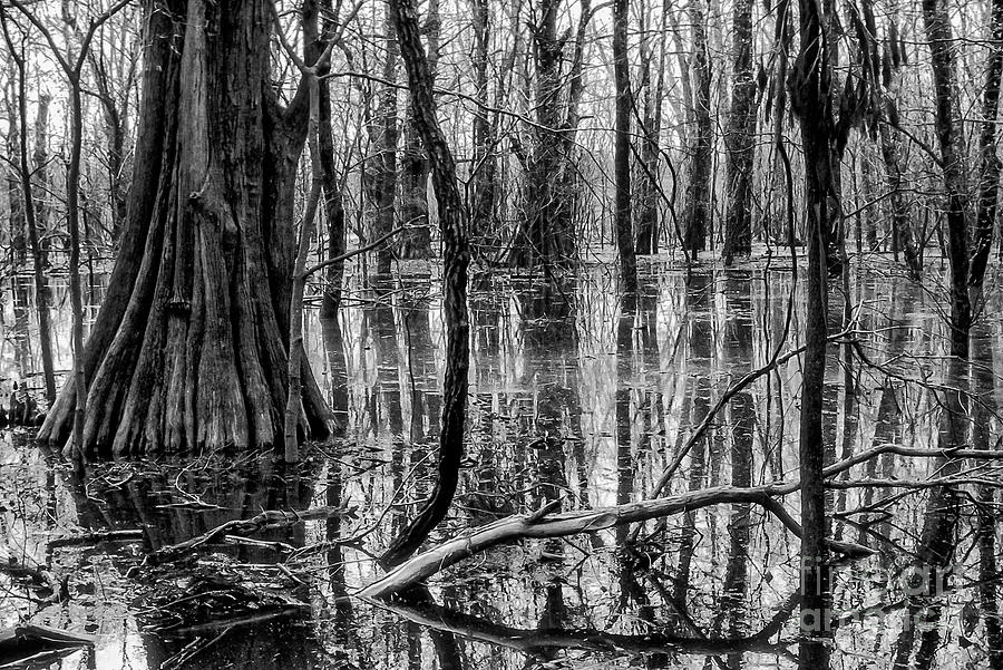 Big Oak State Park Tree Trunk Reflections 2 Photograph by Bob Phillips