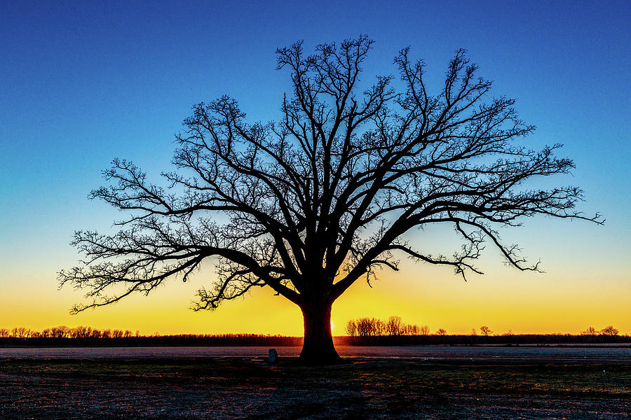 Big Oak Tree at Sunset Photograph by Harold Rau