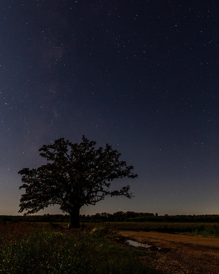 Big Oak Tree Moonlight and  Stars Photograph by Harold Rau