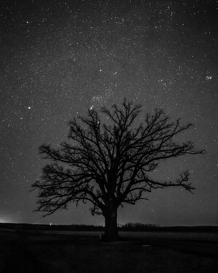 Big Oak Tree Under the Stars Photograph by Harold Rau