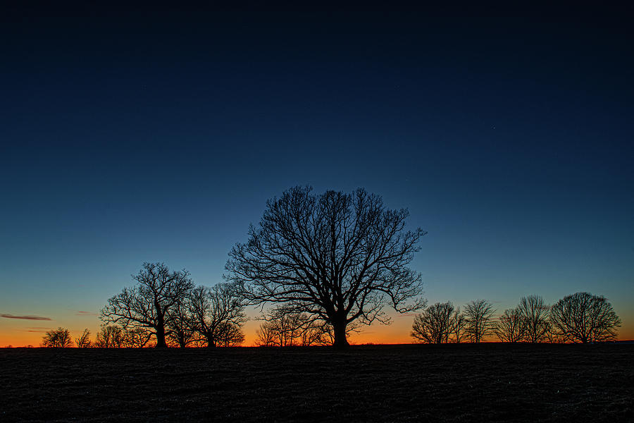 Big Oaks at Sunset Photograph by Tom Cote - Fine Art America