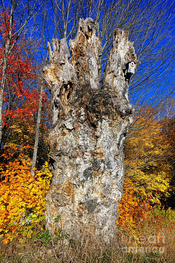 Pattern Photograph - Big Old Dead Tree in Fall by Olivier Le Queinec