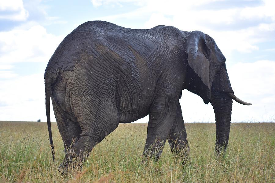 huggady elephant large