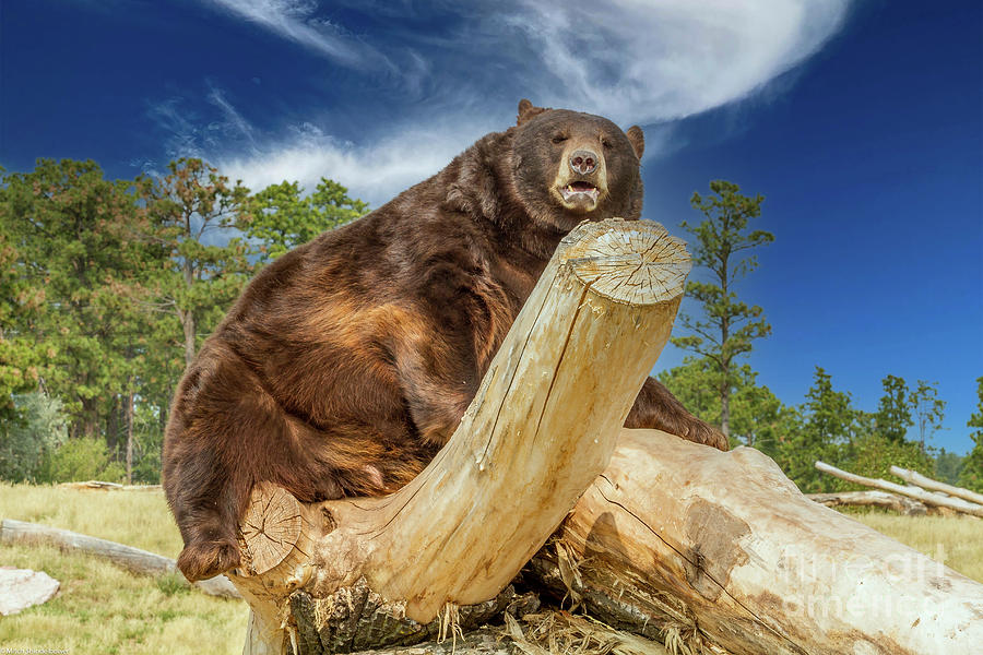 Wildlife Photograph - Big Ole Bear by Mitch Shindelbower