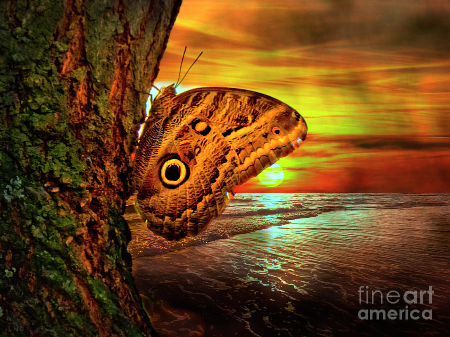 Big Owl Butterfly Photograph by Al Bourassa