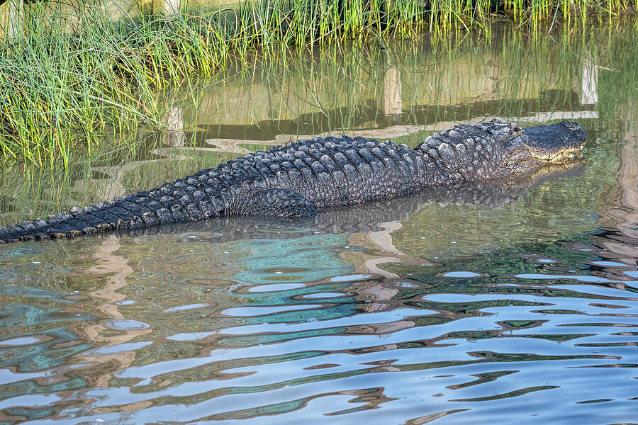 Big Padre Alligator Photograph