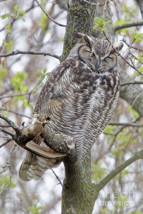 Big Papa Owl Photograph by Natural Focal Point Photography