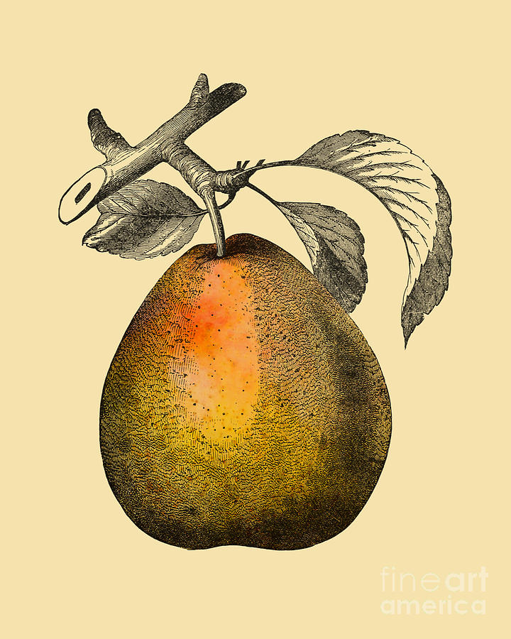 Pear Digital Art - Big Pear by Madame Memento