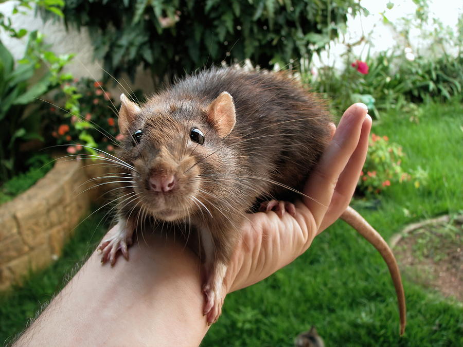Big pet rat on hand Photograph by Joao Paulo Burini