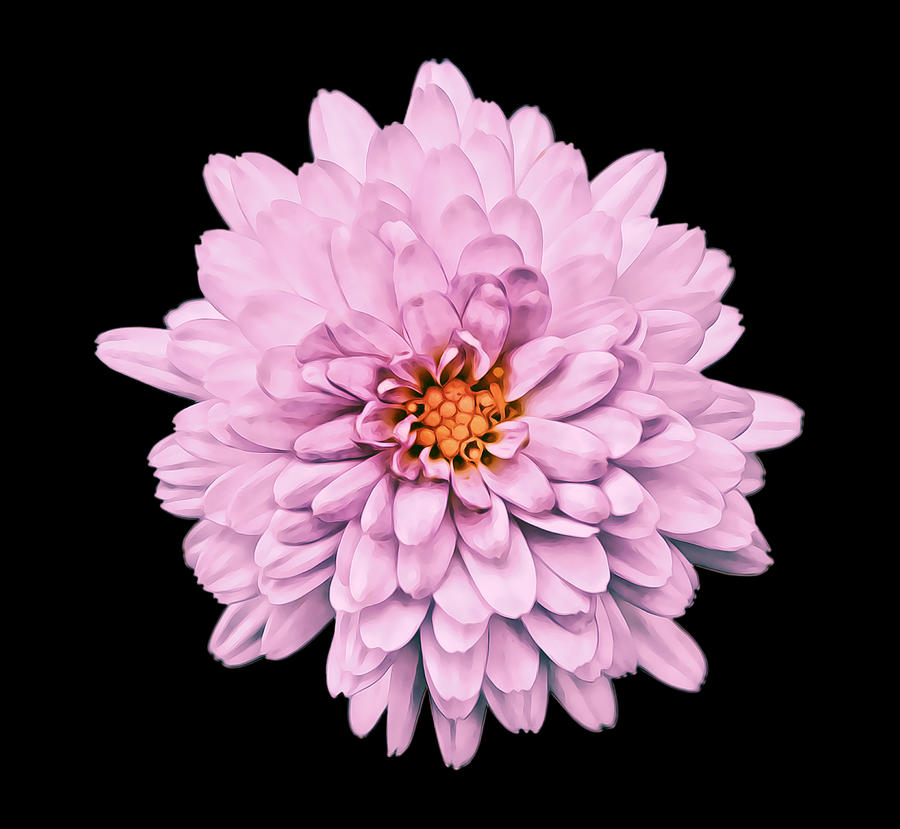 Big Pink Mum Flower Digital Art illustration Digital Art by Gaby Ethington