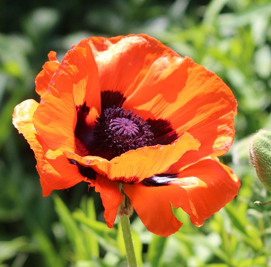 Big Poppy Photograph by Robin Gutkin - Fine Art America