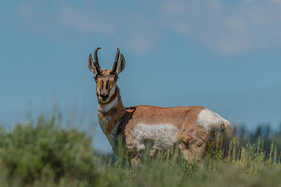 Big Pronghorn Buck Photograph by Yeates Photography - Fine Art America