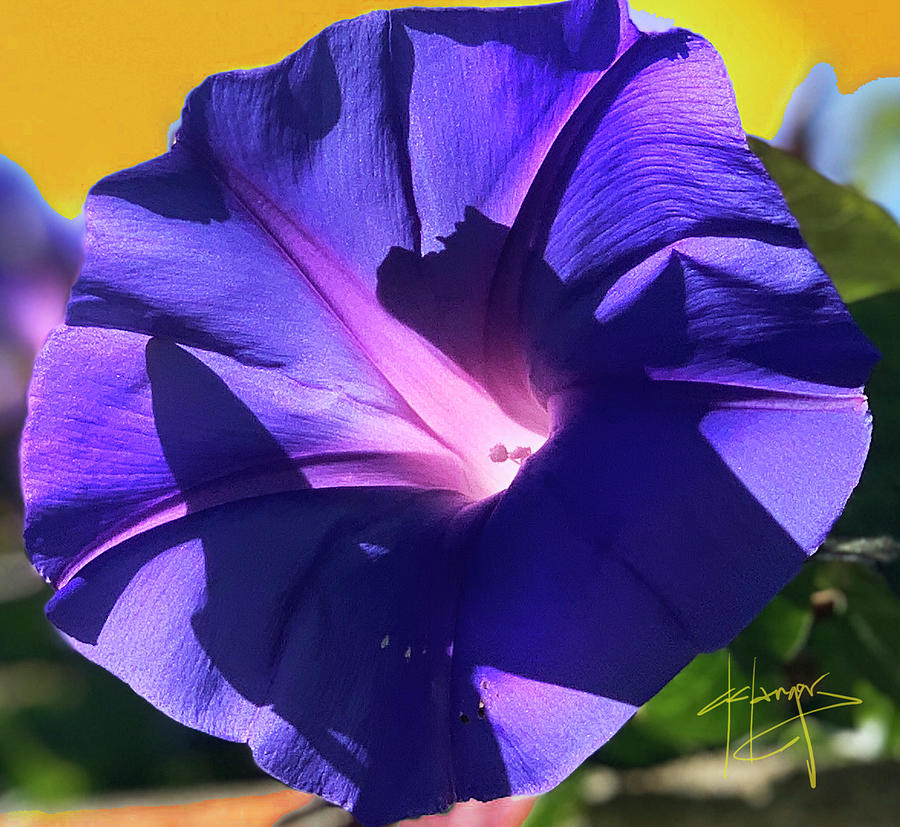 Big Purple Flower Photograph by DC Langer