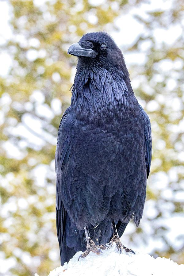 Big raven Photograph by Wesley Gilson - Fine Art America