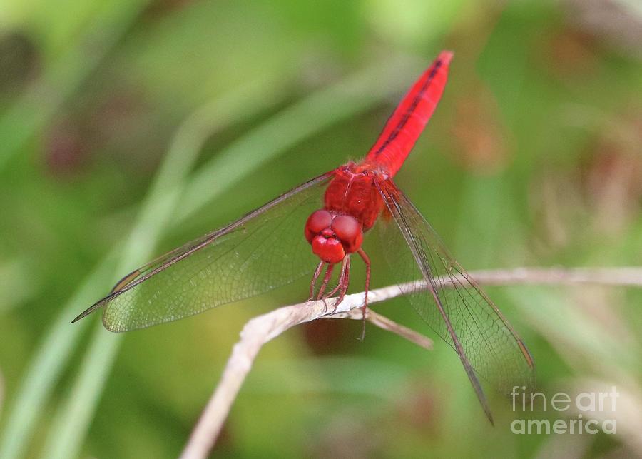 Big Red Dragonfly Photograph