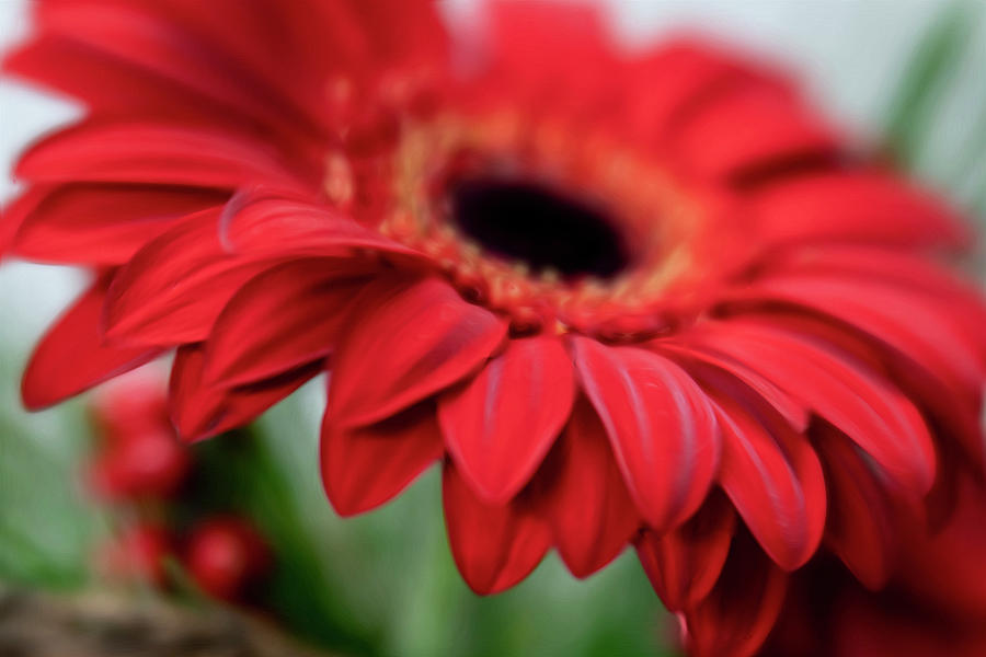 Big Red Gerbera Daisy by Barbara Rogers Big Red Gerbera Daisy by Barbara Rogers