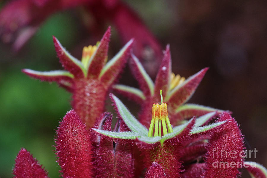 Flower Photograph - Big Red Kangaroo Paws by Neil Maclachlan