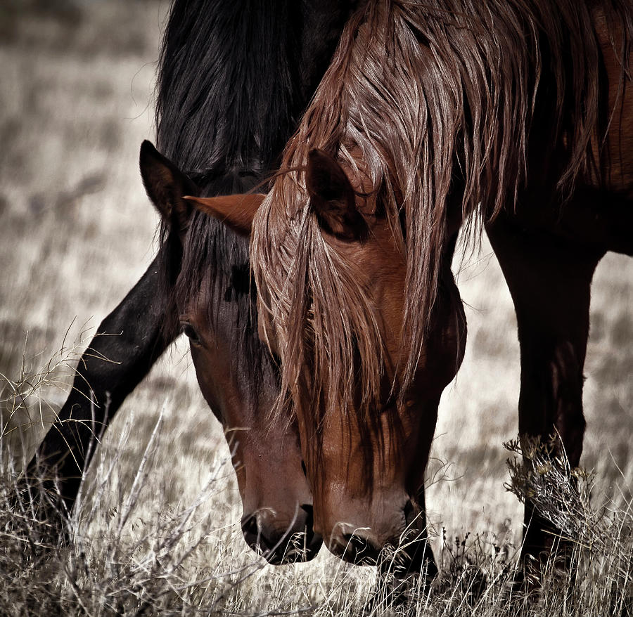 Big red Mustang Stallion and his mare Photograph by Waterdancer