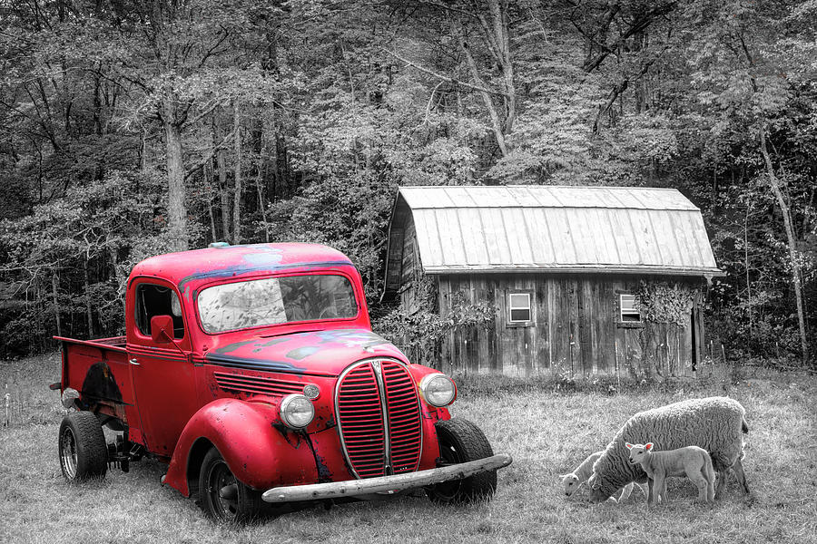 Big Red on the Farm Black and White Photograph by Debra and Dave Vanderlaan