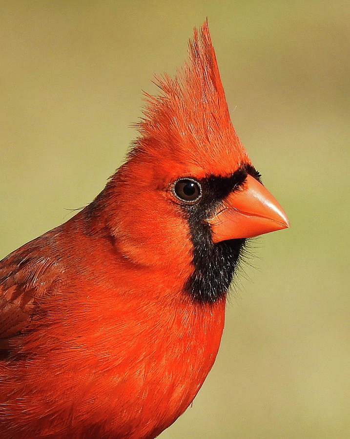 Big Red Photograph by Pam Garcia - Fine Art America