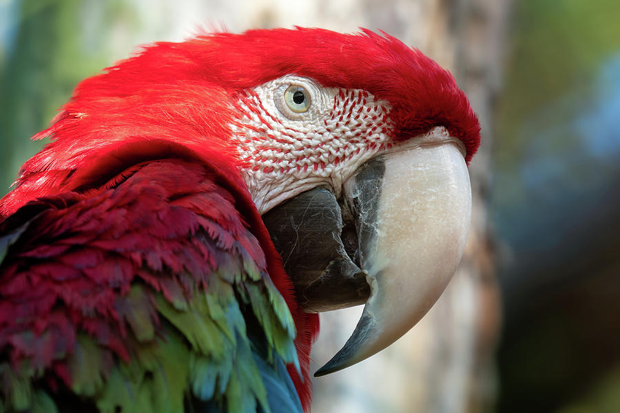 Big red parrot, red and green Macaw, Ara chloroptera Photograph by ...