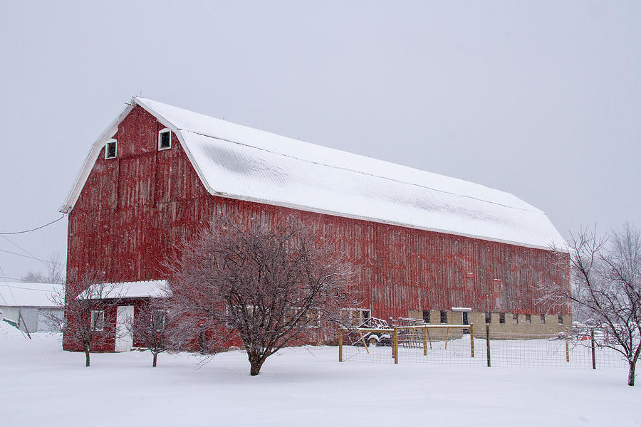 Big Red Photograph by Shannon Balliet | Fine Art America