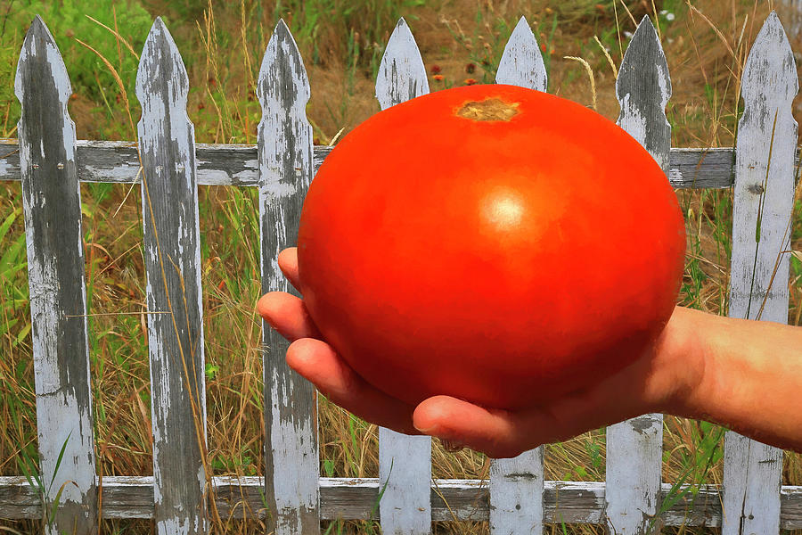 Big Red Tomato Photograph by Donna Kennedy