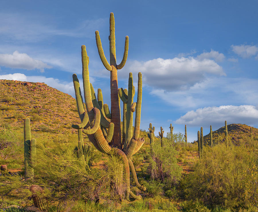 Nature Photograph - Big Saguaro Cactus by Tim Fitzharris