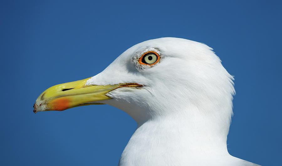 Big Seagull Close Up Portrait Photograph by Mikhail Kokhanchikov