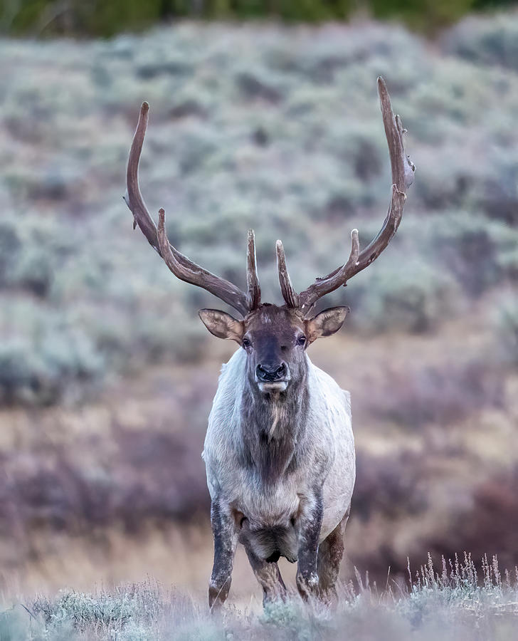 Big Silver Elk Photograph by Paul Freidlund