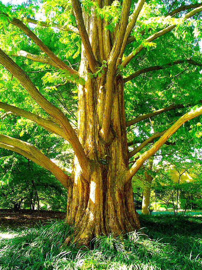 Big Spikey Tree Woods Photograph by Patrick Malon