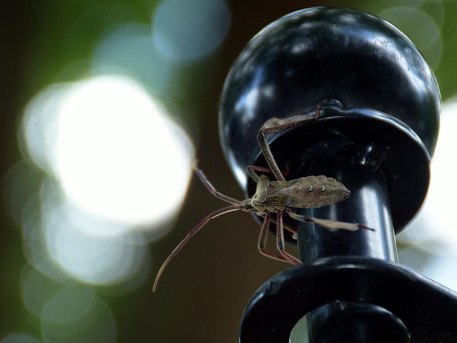 Big Squash Bug Photograph by Christopher Mercer