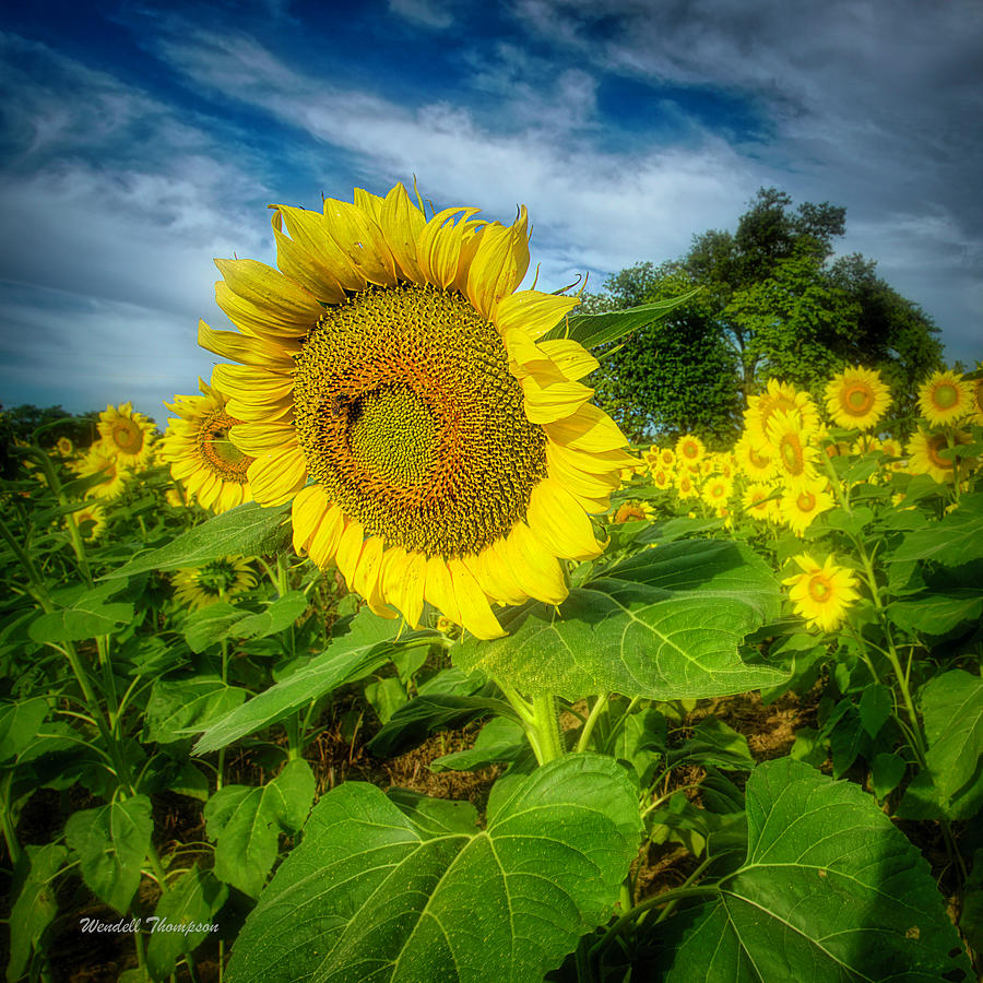 Big Sunflower Photograph by Wendell Thompson
