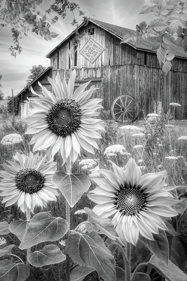 Big Sunflowers Old Barn Black and White Photograph by Debra and Dave Vanderlaan