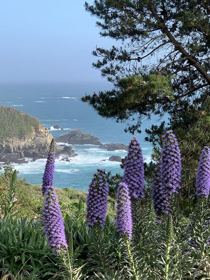 Big Sur Coast Purple Flowers Photograph by Sandy Rakowitz