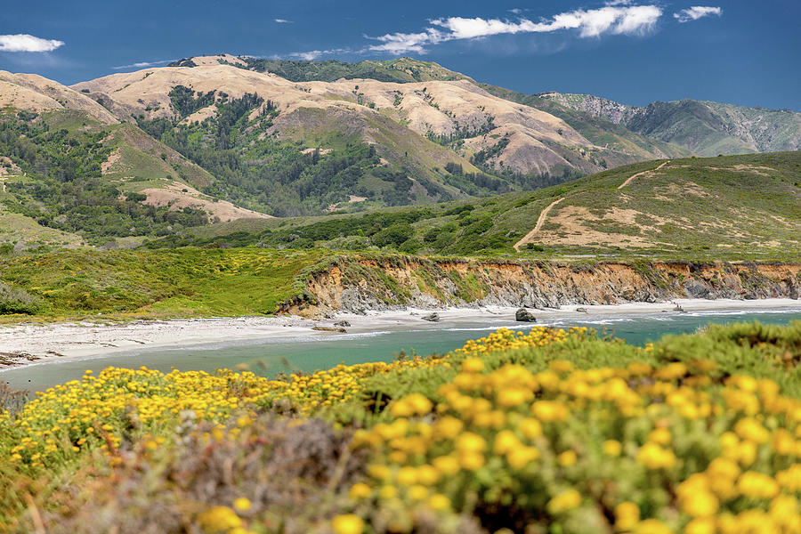 Big Sur Flowers Photograph by Colin Rieser - Fine Art America