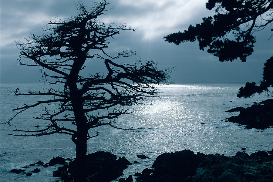 Lone Cypress - Silhouette - Big Sur - Monterey - California. Photograph by Bonnie Colgan