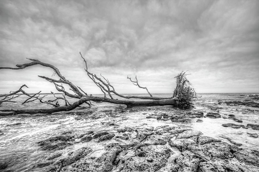 Big Talbot Island State Park in Black and White Photograph by Carolyn Hutchins