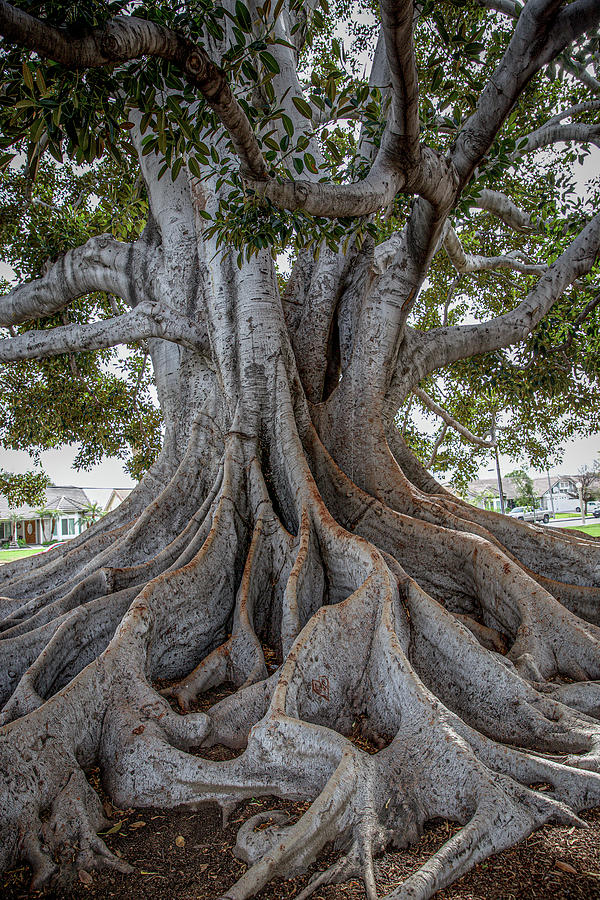 Big Tree Glendora 2 Photograph by Leah Woodhall