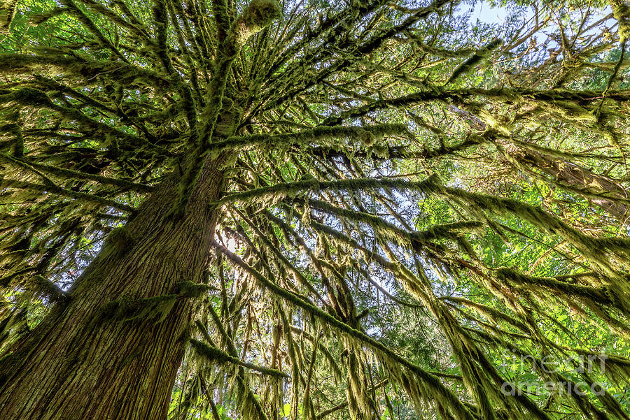 Big tree in Cathedral Grove, Vancouver island Photograph by Delphimages Photo Creations