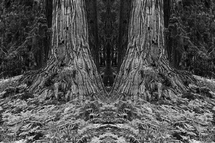 Big Tree Mirror #1 Photograph by Ben Upham III