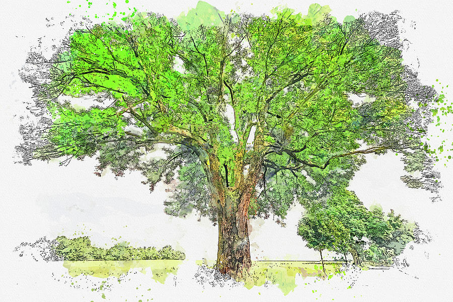 Big Tree, Watercolor, Ca 2020 By Ahmet Asar Digital Art