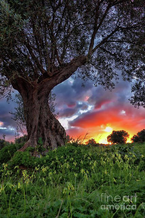 Big tree Photograph by World Best Fine Art America