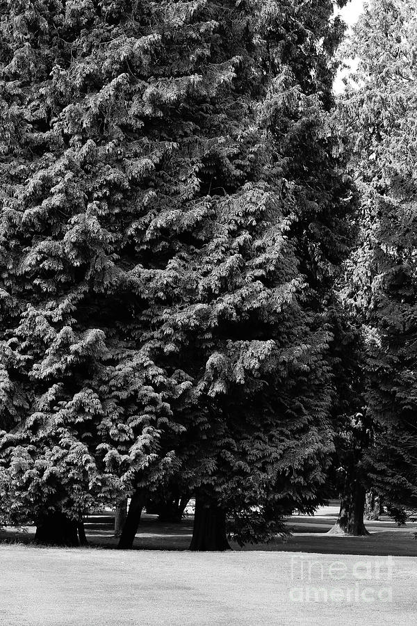 Big Trees in the Park Vertical bw Photograph by Eddie Barron