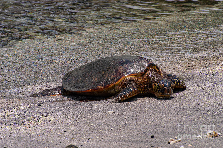 Big Turtle Landing Photograph by Bob Phillips