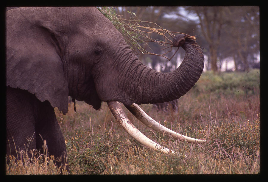 Big Tusk Elephant Eating Photograph by Russel Considine