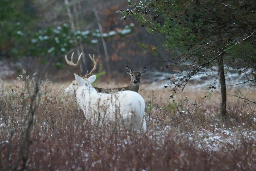 Big White Buck with Doe Photograph by Brook Burling