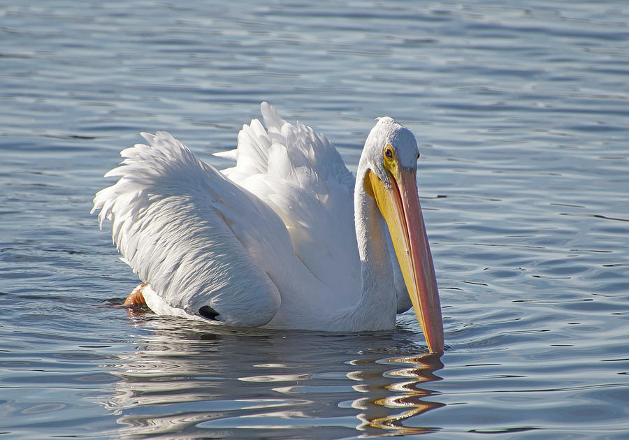 Big White Pelican Photograph by Kathy Baccari
